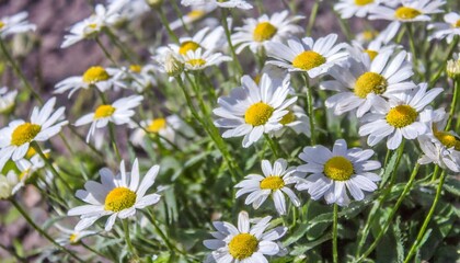 floral background of white blooming daisies