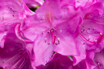 Rhododendron stem in middle of flower