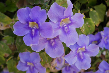 Background with acanthaceae plant with blue flowers