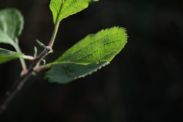 leaf on a tree