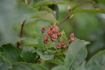 red and green leaves