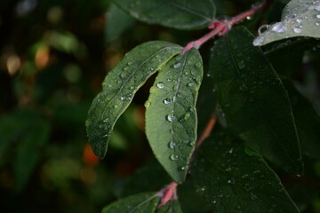 rain drops on a leaf
