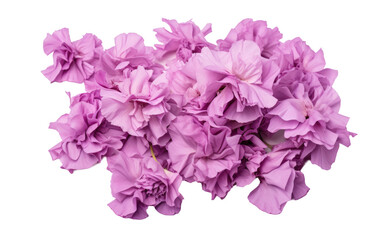 Naklejka premium A Genuine Snapshot Displaying the Grace of Purple Carnation Petals Isolated on Transparent Background.