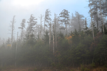 Foggy start of Day along WV Scenic Highway