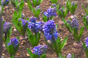 Purple and white hyacinth balls sprouted from the ground. They look very cute and beautiful in the breeze.