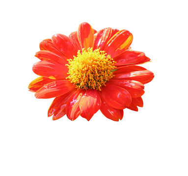 Orange sunflower (Gerbera) with yellow petals isolated on a transparent background.