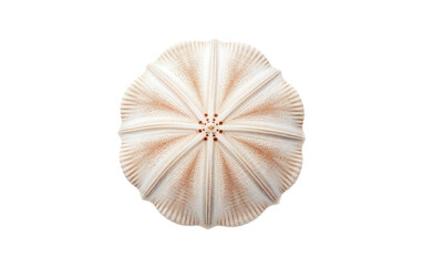 Genuine Sand Dollar Shell on a Clean White Surface Isolated on Transparent Background PNG.