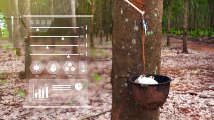 Rubber tree filled and latex with infographics Smart farming and precision agriculture with IoT,...