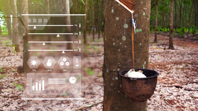 Rubber tree filled and latex with infographics Smart farming and precision agriculture with IoT, digital technology agriculture and smart farming concept.