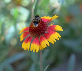 bee on flower