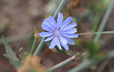 flower in the garden