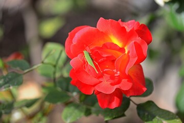 red rose in the garden