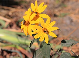 yellow flowers in the garden