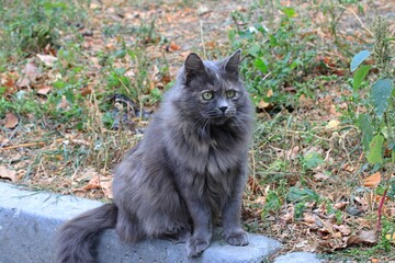 On the street I met a very beautiful smoky cat that looked like a dog.