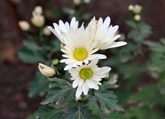 bee on daisy