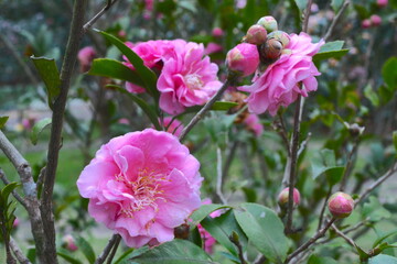 Pink and fresh blooming Camellia sasanqua and Camellia japonica