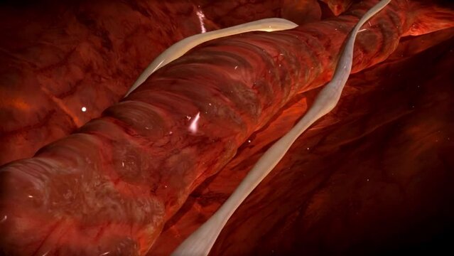 blood vein 3d loop animation