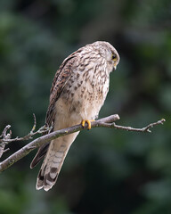 Male kestrel search for his next meal in a park