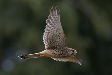 Male kestrel inflight