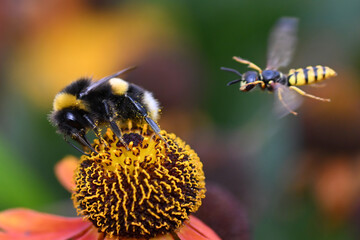 Whilst collecting pollen, the bumble bee is attacked by a wasp in Kew Gardens