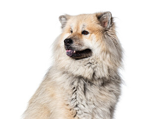 Head shot of a Eurasier dog looking away, Isolated on wite