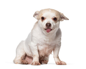 Old Chihuahua sticking the tongue out, Isolated on white