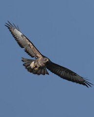 Buzzard soaring