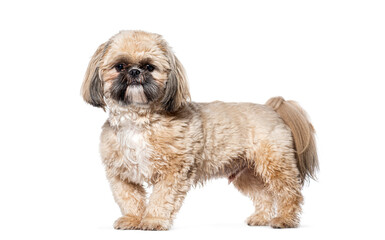 Side view portrait of a standing Shih Tsu looking at the camera, Isolated on white
