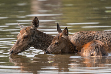 Female red deer hind and her calve cooling off in a pond on a very hot day
