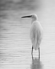Little Egret standing in a pond