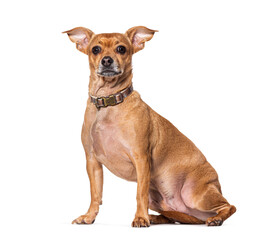 Sitting small Mongrel wearing a dog collar, Isolated on white
