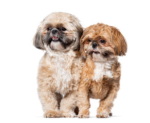 Two Shih Tsu sitting together, Isolated on white