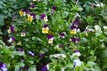 Viola tricolor dances like a butterfly