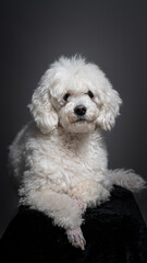 White poodle