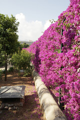 Sicilian garden with blooming fuchsia bougainvillea