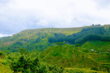 green tea plantation landscape