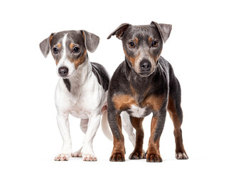Two Young Jack Russell Terrier looking at the camera, Isolated on white