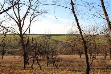 A field with trees and hills in the background
