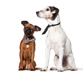 Dogs wearing bow tie and cravat, Isolated on white