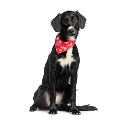 Mongrel border collie X Setter wearing a red scarf