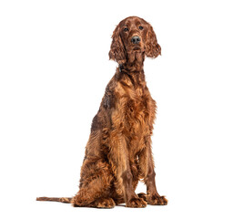 Sitting irish setter looking at camera, isolated on white