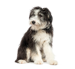 Portrait of a scruffy sitting Bearder collie dog, , looking at the camera with one eye through his...