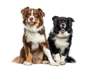 Two Australian Shepherds sitting together, isolated on white