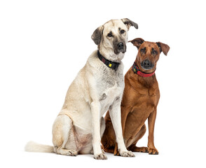 Two sitting Mongrels looking at the camera and wearing a dog collar, isolated on white