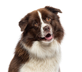Closeup portrait of Border Collie, isolated on white