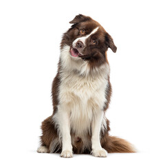 Border Collie looking at the camera, isolated on white