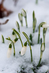 Close-up alpine white drooping bell-shaped snowdrops in spring in snow in nature in garden