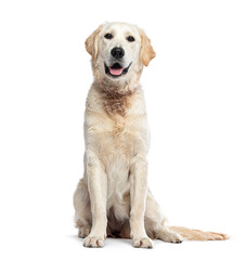Sitting Golden Retriever panting and looking at the camera, isolated on white
