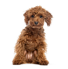 Cute Cheerful brown Toy Poodle puppy looking at the camera, isolated on white