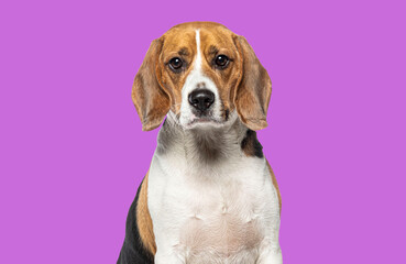 Head shot portrait of a adult Beagle looking at the camera against pink background
